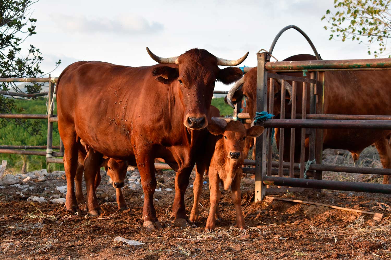 avamur-asociacion-de-criadores-de-la-vaca-murciano-levantina AVAMUR. La asociación de criadores de la vaca murciano-levantina