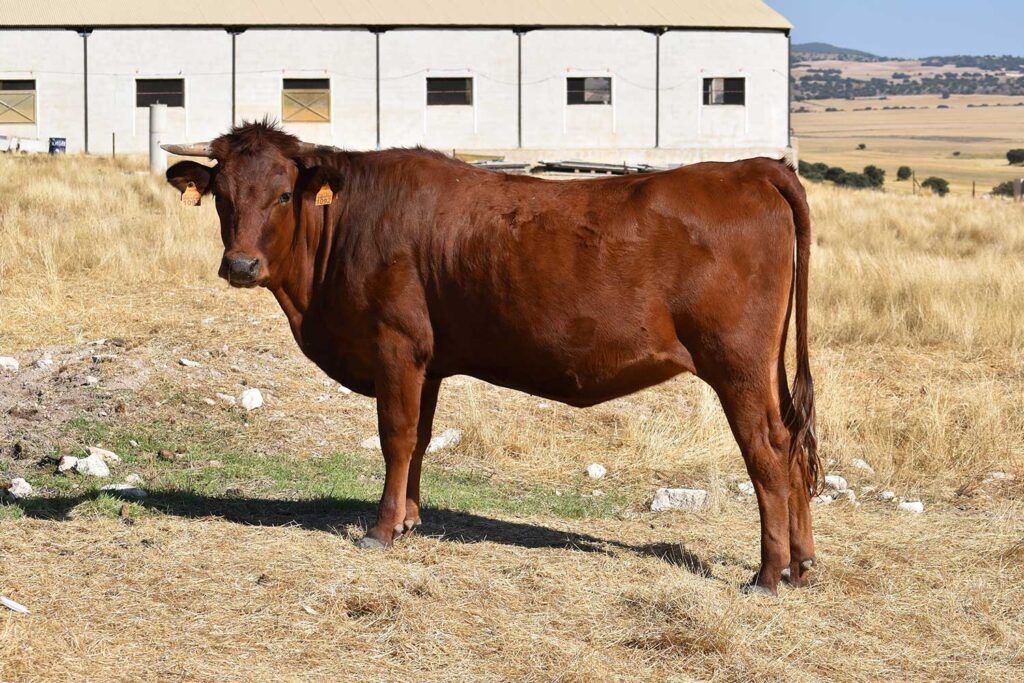 hembra-vaca-murciano-levantina Hembra de vaca murciano-levantina