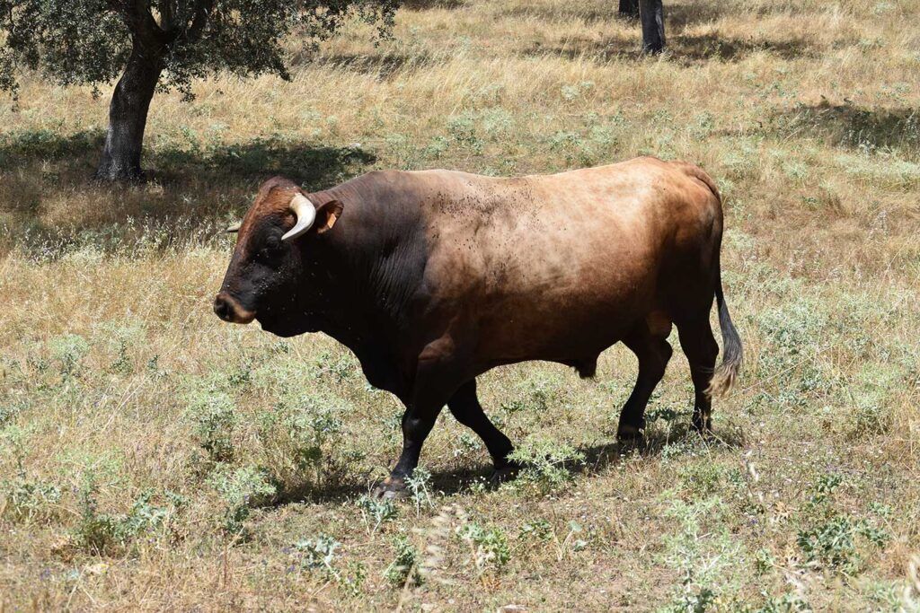 macho-murciano-levantino Macho murciano-levantina