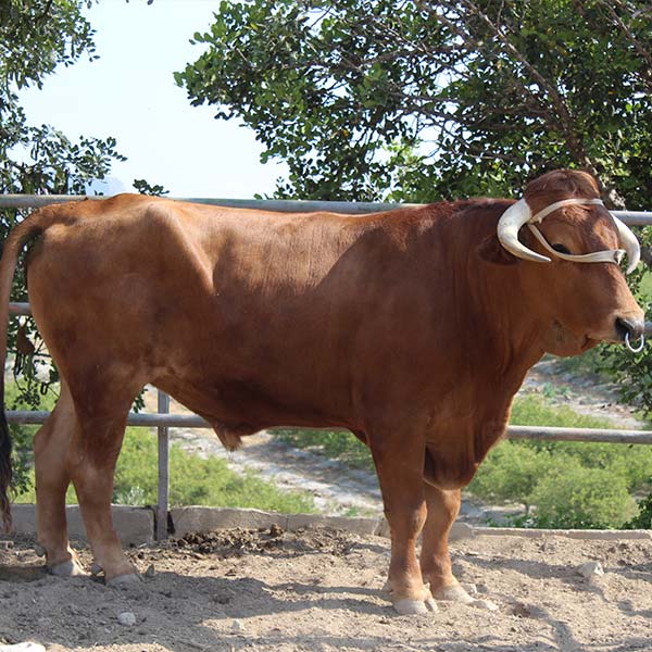 mayor-desarrollo-tercio-anterior Perfil convexo