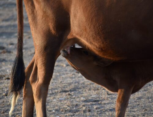 No todas las vacas dan leche