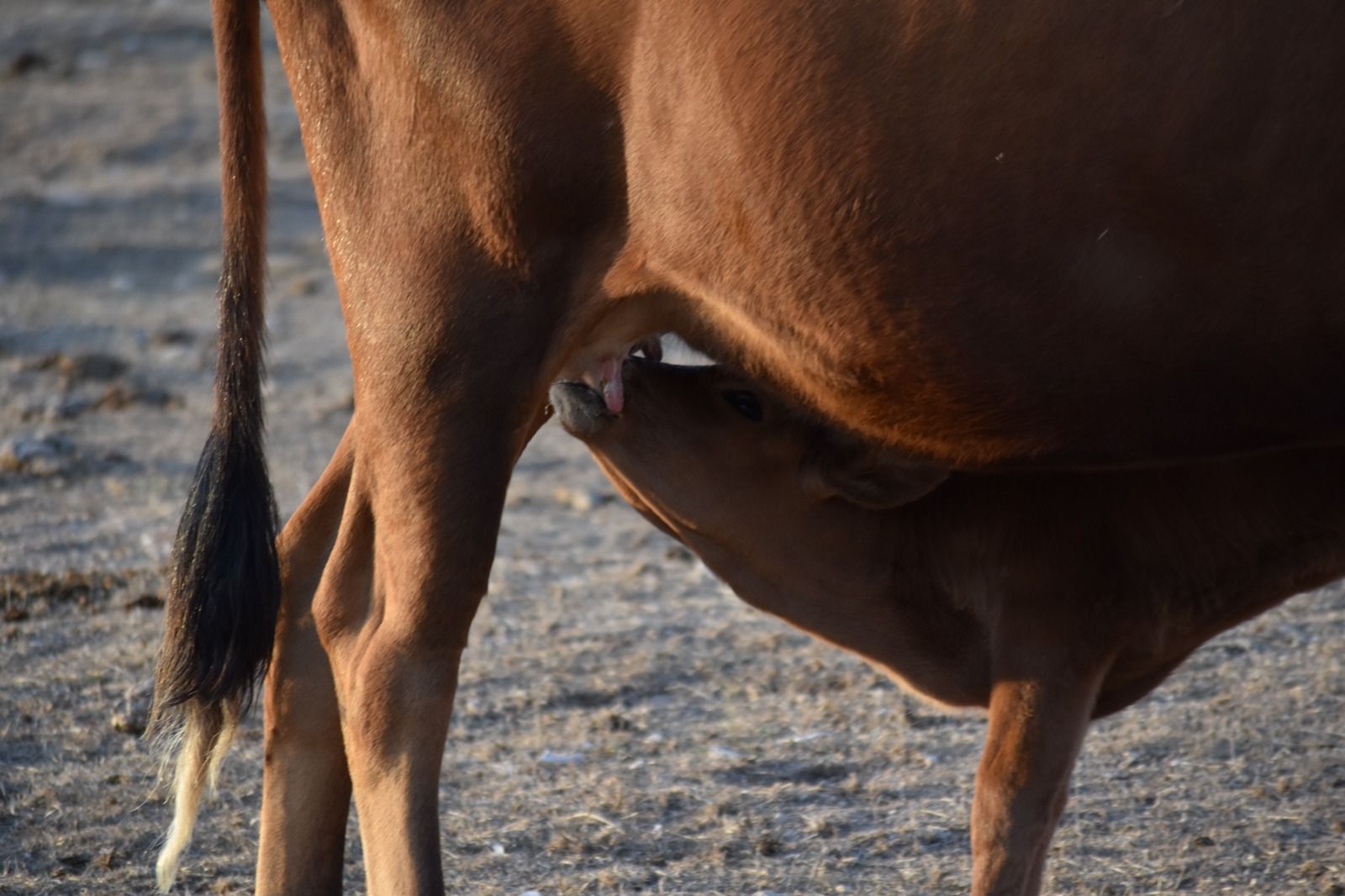 No todas las vacas dan leche